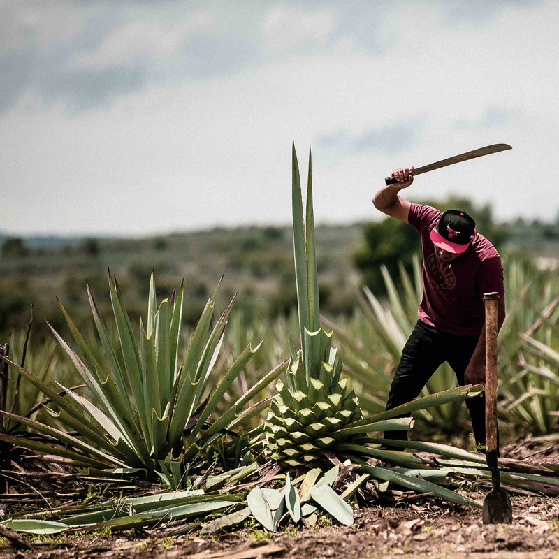 Los Siete Misterios Mezcal Tasting - donderdag 2 juli